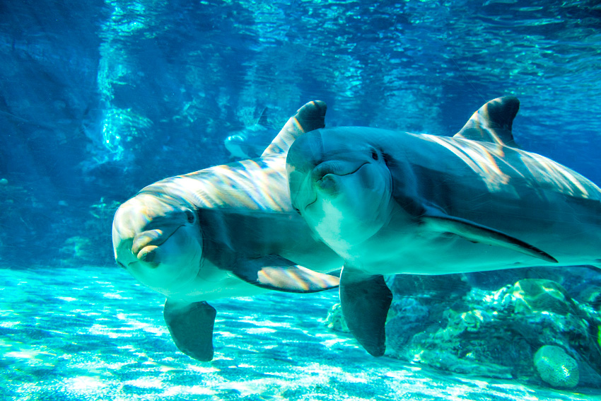 CBX-Alianza-Seaworld