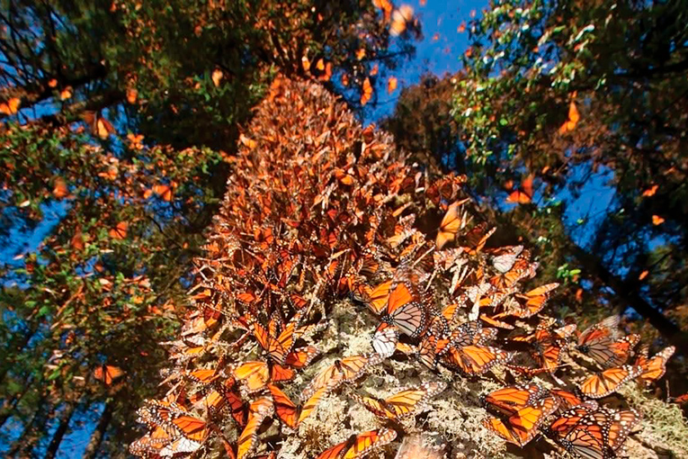 Santuarios-Mariosa-Monarca