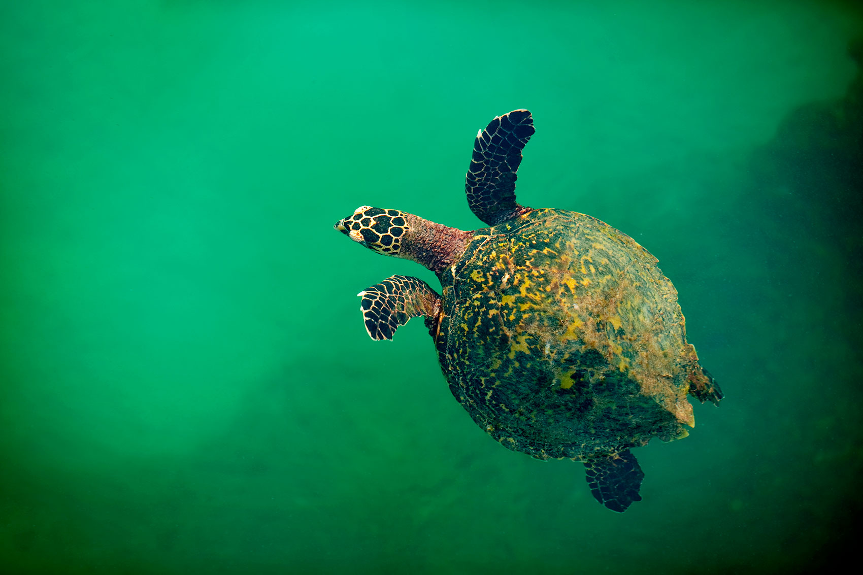 Panama-Espectaculos-Biodiversidad