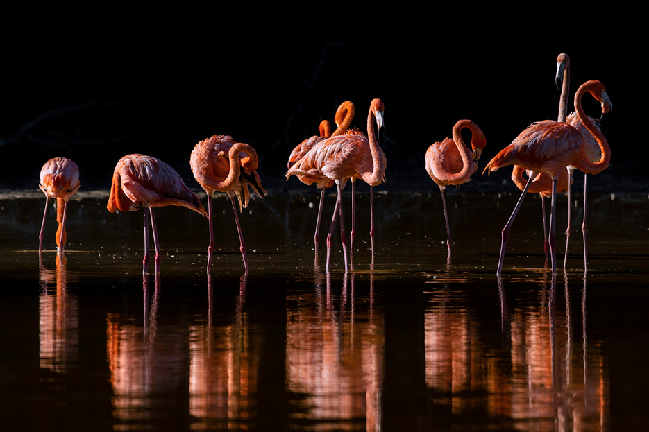 Santuarios-Flamenco-Rosado