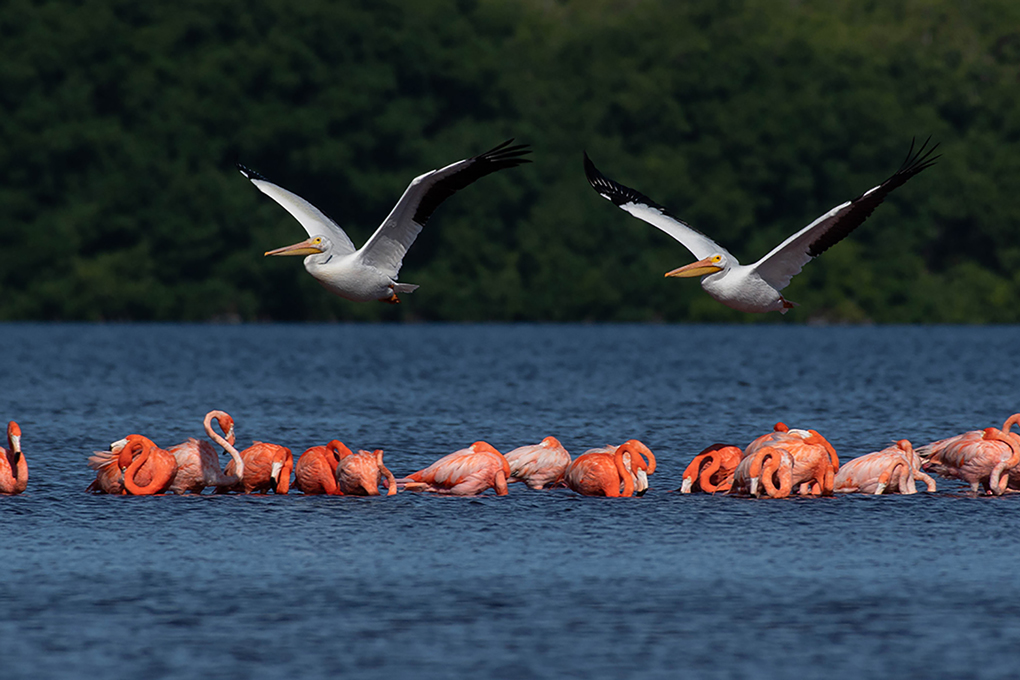 Santuarios-Flamanco-Rosa-Yucatán