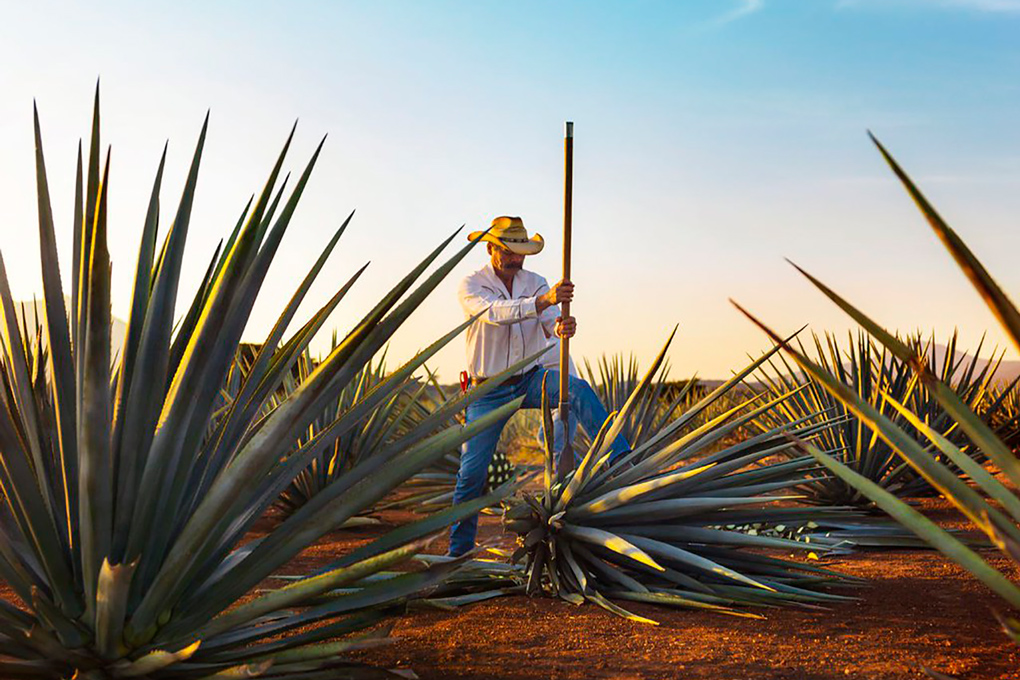 Tequila-Sede-100-Imperdibles