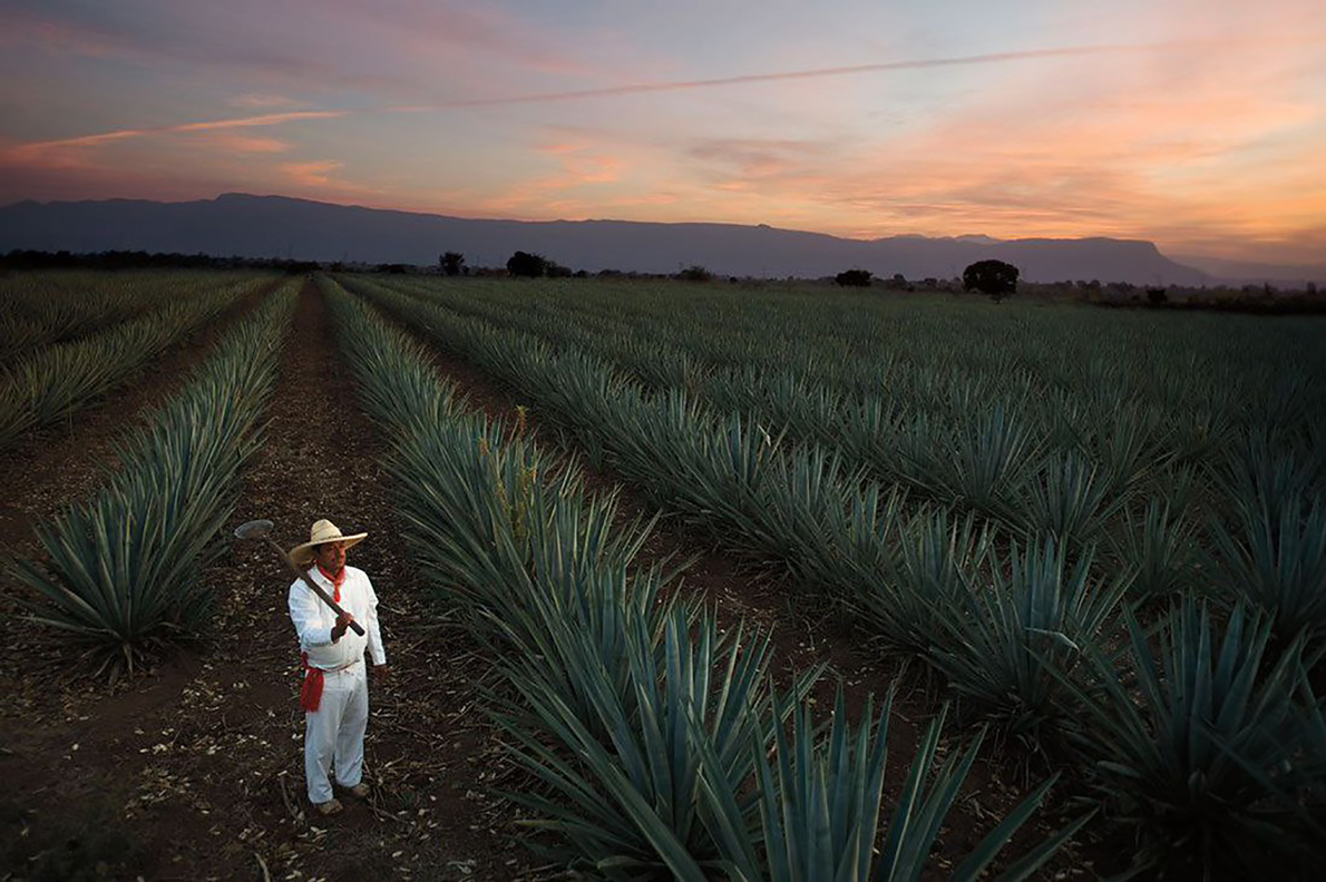 Tequila-100-Imperdibles-México