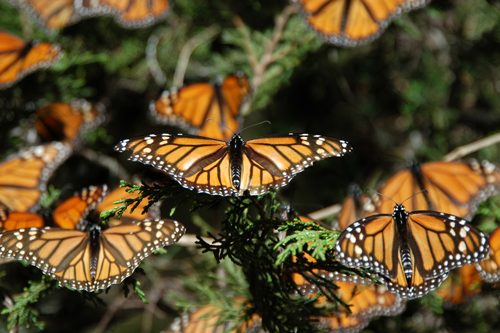 Valle-de-Bravo-Mariposa-Monarca