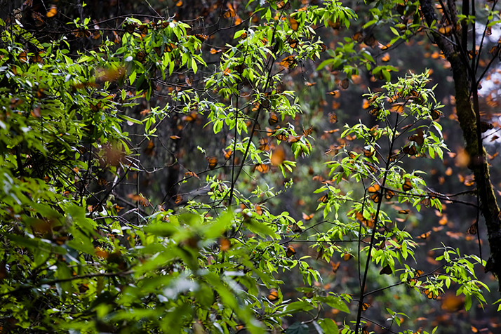 Valle-de-Bravo-Mariposa-Monarca