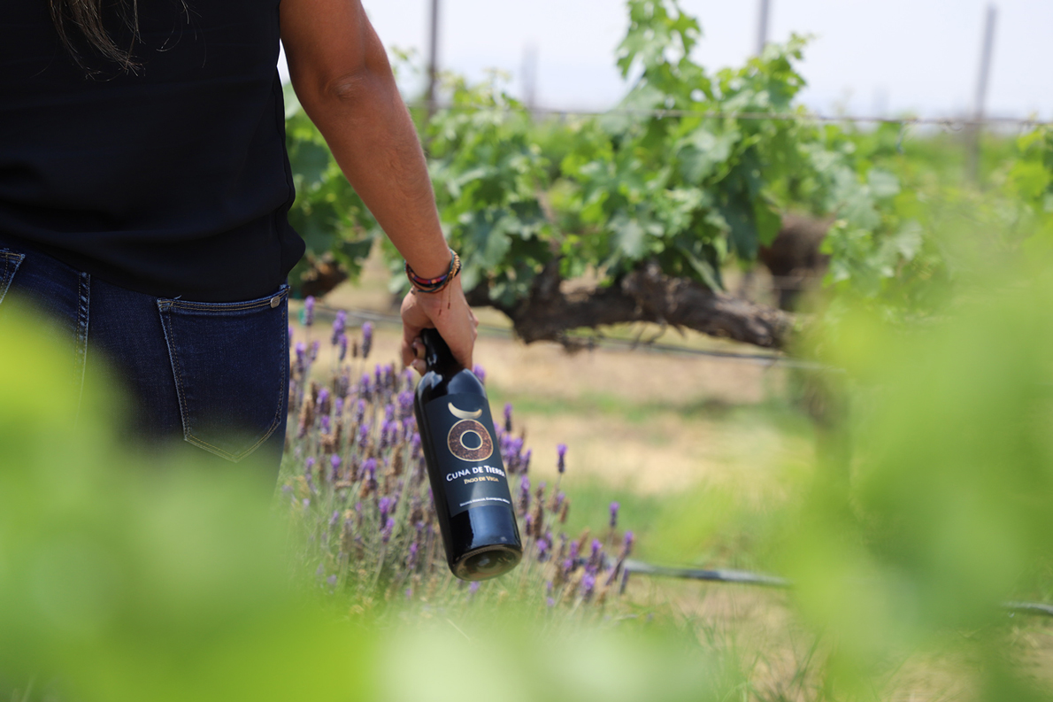 Temporada-Vendimias-Guanajuato-2025