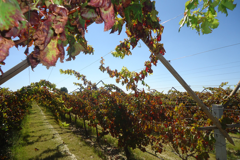 Temporada-Vendimias-Guanajuato-2025
