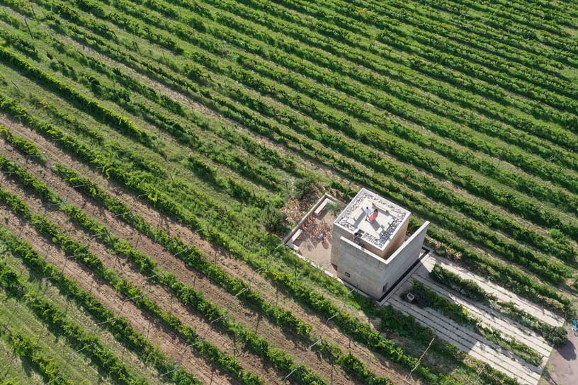 Viñedos-de-Guanajuato