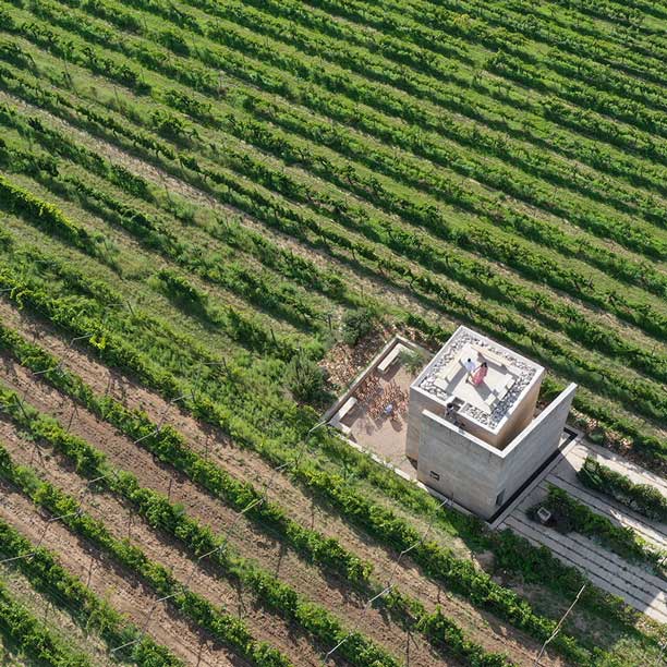 Viñedos-de-Guanajuato