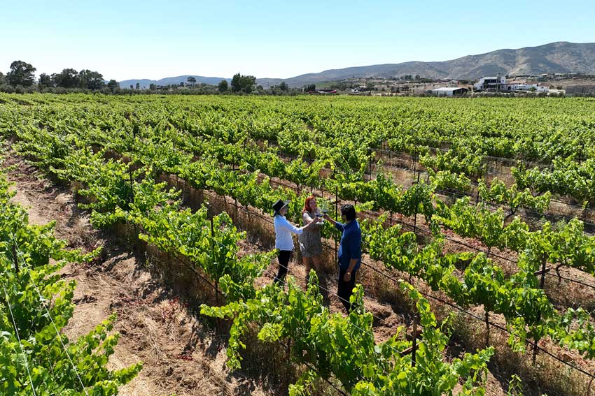 Tijuana-Tianguis-Binacional