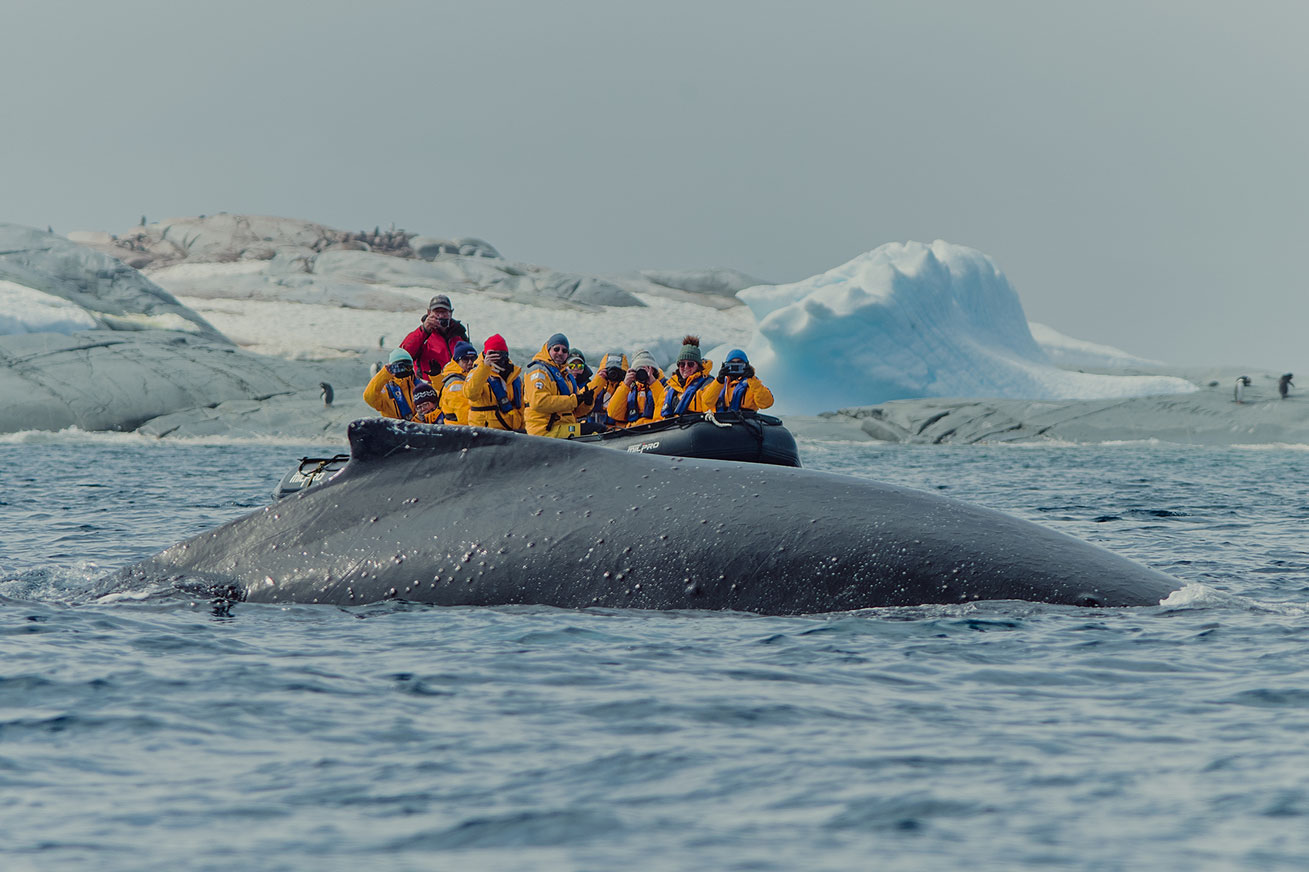 Observación-de-Ballenas-Antartida