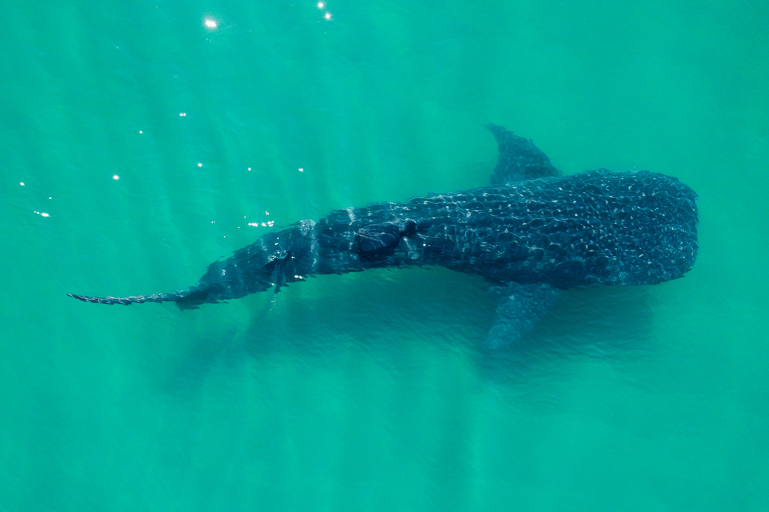 Temporada-Tiburon-Ballena-La-Paz