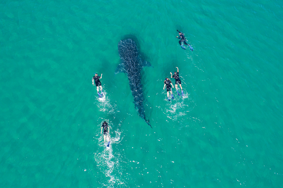 Temporada-de-Avistamiento-Tiburon-Ballena